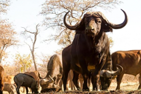 Ukuta Bush Lodge